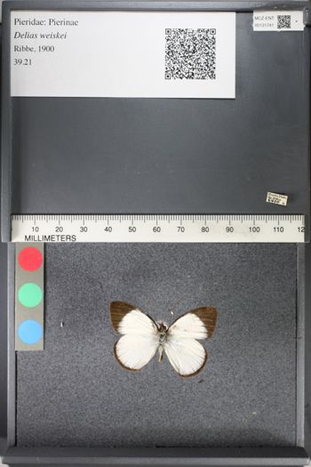 Media type: image;   Entomology 131741